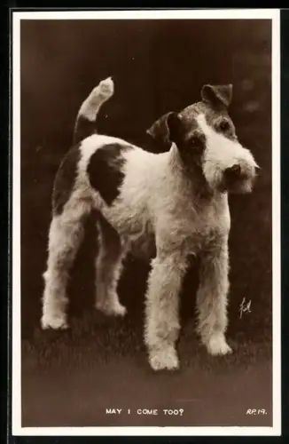 AK May I come too?, Junger Foxterrier