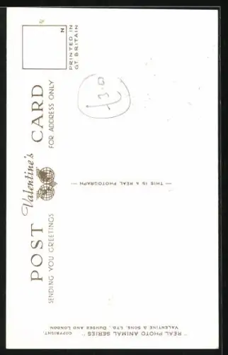 AK May I come too?, Junger Foxterrier