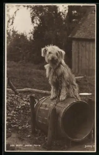 AK Terrier auf einem leeren Fass