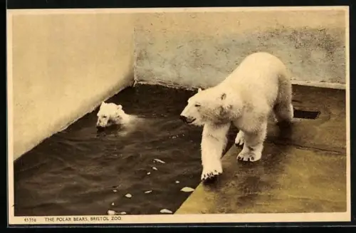 AK Bristol, Zoo, Polar Bears, Mother with Cub