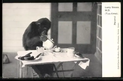 AK Junger Schimpanse Lady Sassa schenkt sich Tee ein