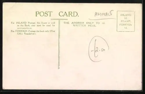 AK Junger Schimpanse Lady Sassa schenkt sich Tee ein