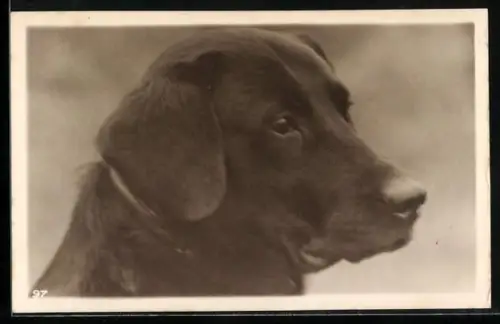 AK Jagdhund, Portrait von der Seite