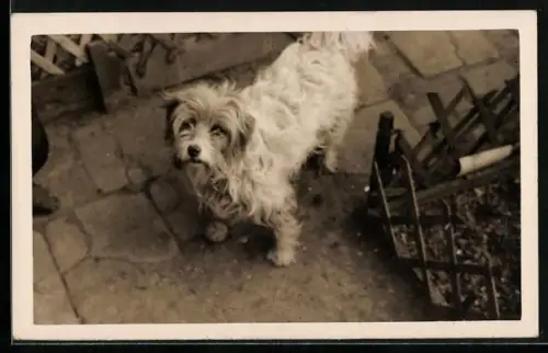 Foto-AK Weisser Terrier in einem Garten