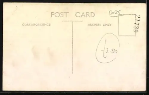 Foto-AK Weisser Terrier in einem Garten