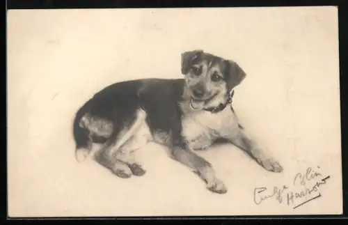 AK Junger Schäferhund, Portrait