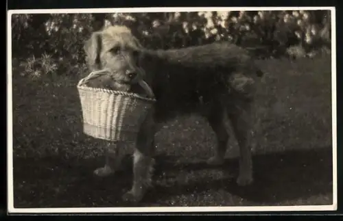AK Terrier mit Korb in der Schnauze auf einer Rasenfläche