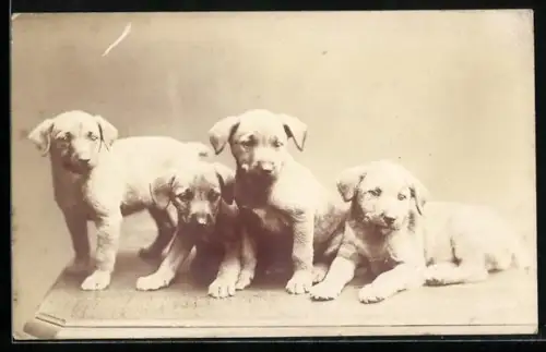 AK Vier Hundewelpen, Portrait
