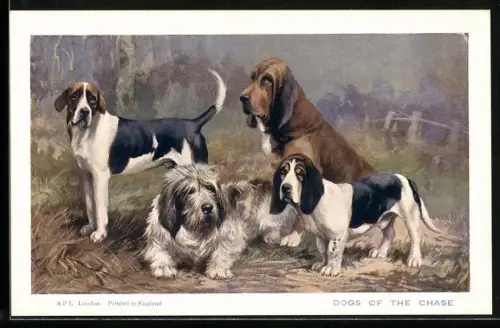 AK Dogs of the Chase, Foxhound, Otter Hound, Beagle and Bloodhound