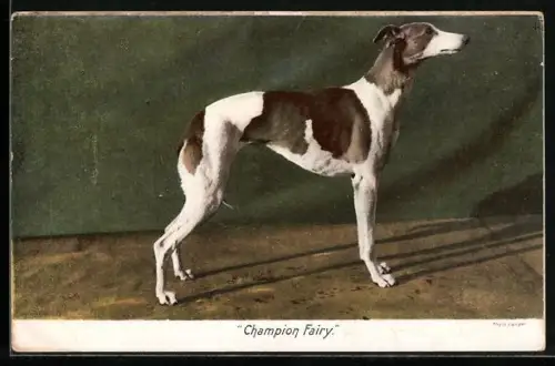 AK Champion Fairy, Windhund in aufrechter Haltung