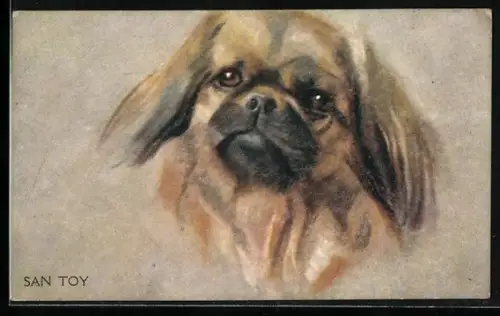 AK San Toy, Pekinese, Portrait
