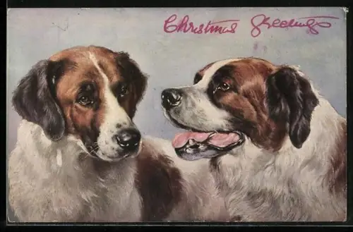 AK Portrait zweier Bernhardiner, einer hechelnd, der andere aufmerksam dreinschauend