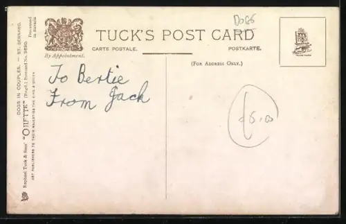 AK Portrait zweier Bernhardiner, einer hechelnd, der andere aufmerksam dreinschauend