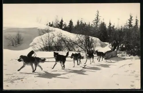 AK Hundeschlitten mit Fahrer in Schneelandschaft