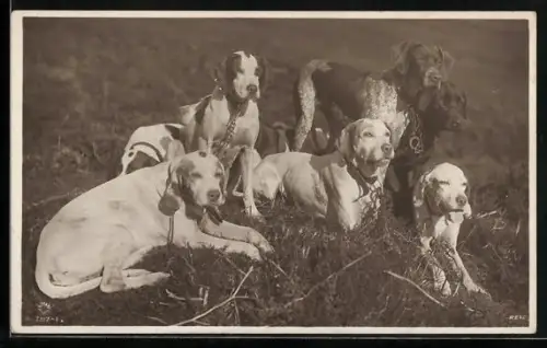 AK Wartende Jagdhunde im Sonnenschein