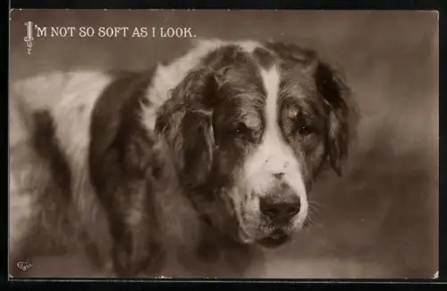 AK I`m not so soft as I look, Bernhardiner