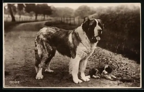 AK Bernhardiner mit Welpe auf einer Landstrasse