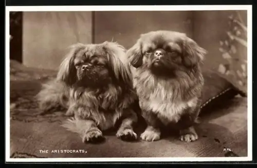 AK The Aristocrats, Zwei Pekinesen auf einer Liege