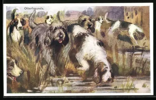 AK Otterhounds, Jagdmeute am Wasser