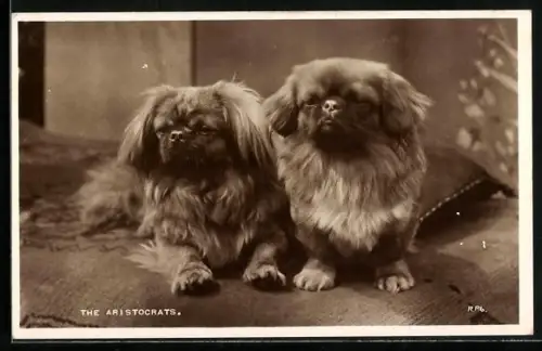 AK The Aristocrats, Zwei Pekinesen auf einer Liege