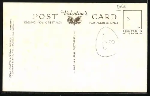 AK The Aristocrats, Zwei Pekinesen auf einer Liege