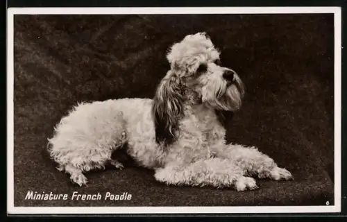 AK Miniature French Poodle, Portrait