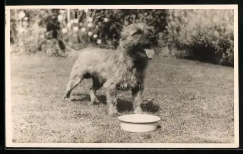 AK Terrier mit Futternapf im Garten
