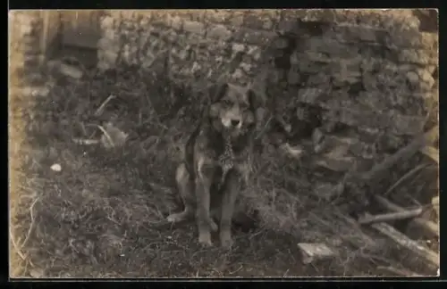 Foto-AK Hund vor einem verfallenen Gemäuer