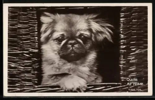AK Pekinese blickt aus dem Fenster eines Körbchens