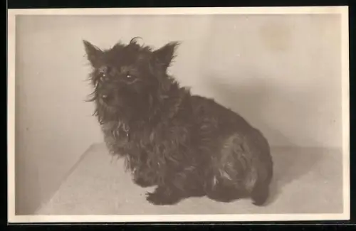 Foto-AK Terrier, Portrait 1937