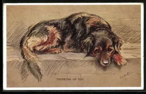 AK Hund auf einem Mauervorsprung im Sonnenschein