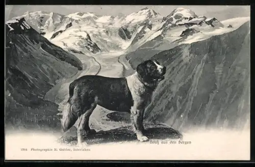 AK Bernhardiner, Ansicht eines Bernhardiners in den Bergen