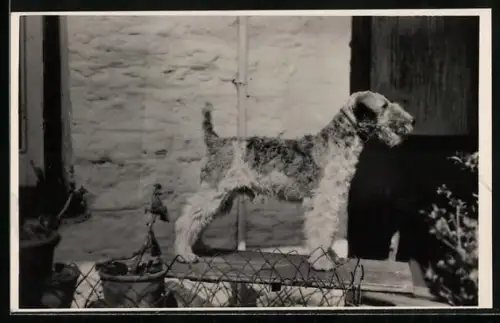 AK Foxterrier auf einem Tisch im Freien