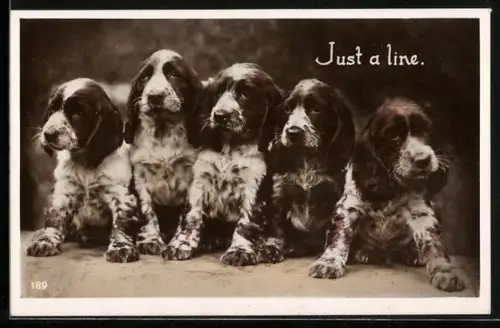 AK Just a Line, Basset-Welpen