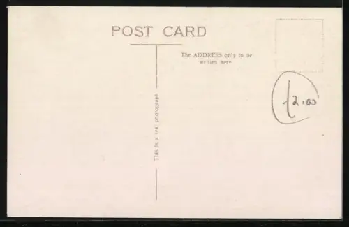 AK Just a Line, Basset-Welpen