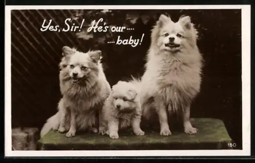 AK Spitzpaar mit Welpe auf einer Steinplatte