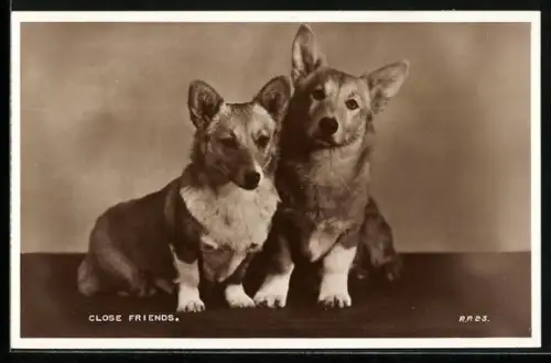 AK Zwei Corgis, Portrait