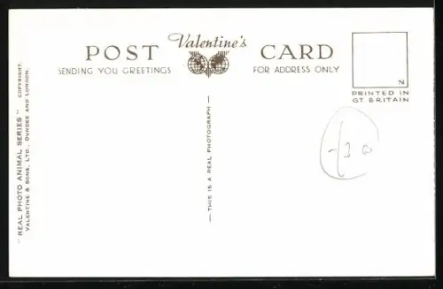 AK Zwei Corgis, Portrait