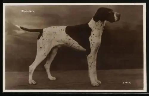 AK Pointer, Portrait von der Seite