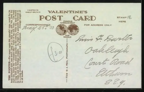 AK Pointer, Portrait von der Seite