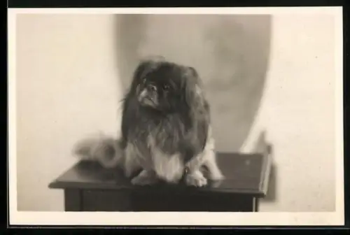 Foto-AK Pekinese auf einem Tischchen, Portrait