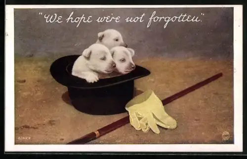 AK Drei Hundewelpen in einem Zylinder, Spazierstock, Handschuhe