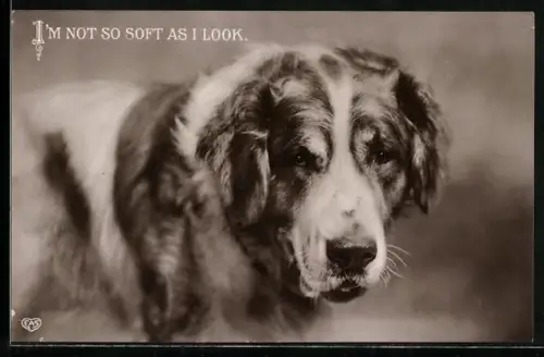 AK I`m not so soft as I look, Bernhardiner