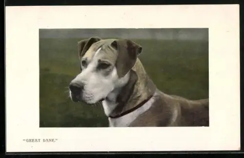 AK Great Dane, Portrait