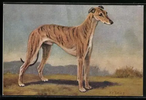 AK Greyhound im Freien, Portrait
