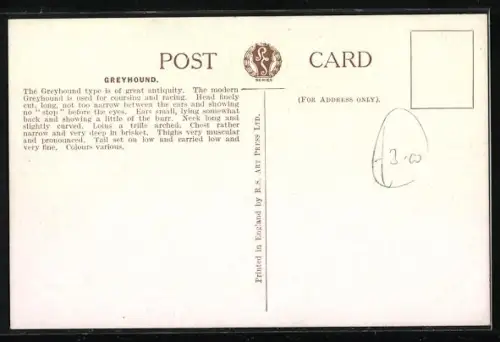AK Greyhound im Freien, Portrait