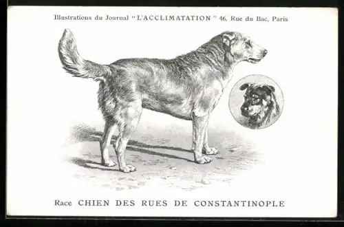 AK Chien des Rues de Constantinople, Portraits