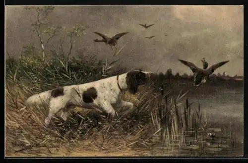 Künstler-AK M. Müller jun.: Jagdhund schreckt die Enten am Ufer auf