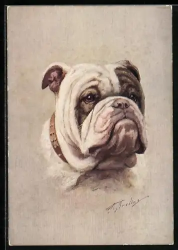 AK Englische Bulldogge mit Halsband