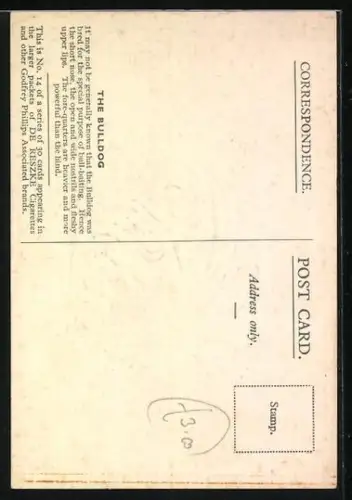 AK Englische Bulldogge mit Halsband